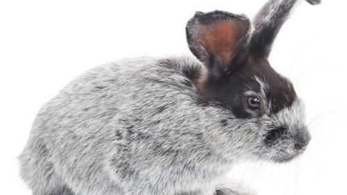 可爱|趣味测试：你觉得哪只兔子最可爱？测试你内心性格是什么样的