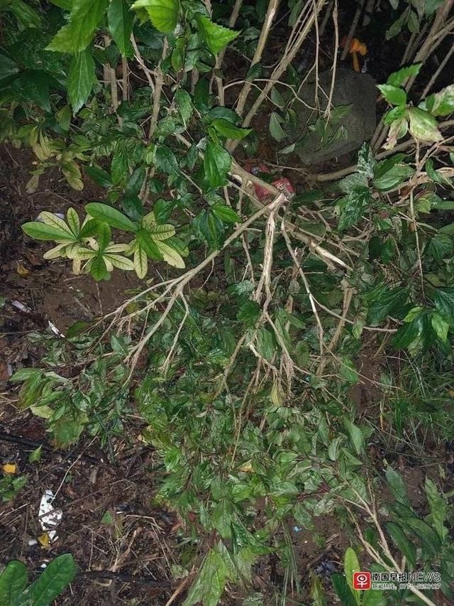  生还|3岁女童，12楼坠下，奇迹生还！但事件再次敲响了警钟