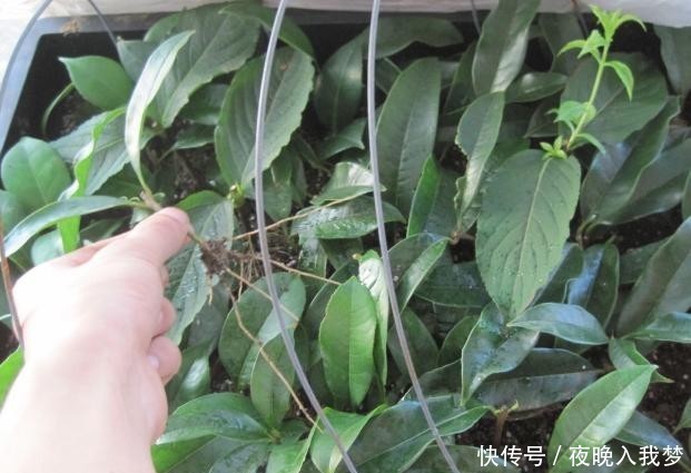扦插|9月养桂花,一夜间十里飘香!选些枝干扦插,30天就能移栽