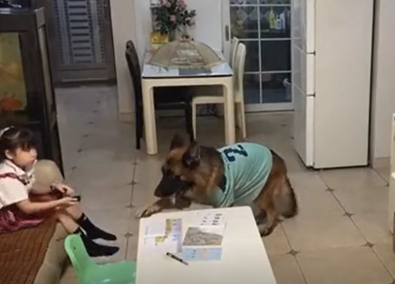 妈妈|妈妈不在家，狗子和小主人竟然合谋干出这种事