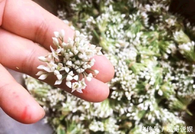 饺子|韭菜花不只能做酱,用它包饺子绝对新颖又美味