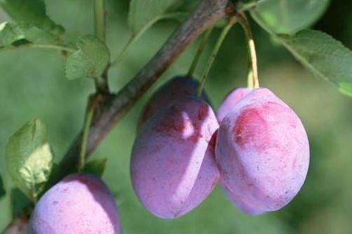  减肥|女人不想老太快，吃几种食物，减肥瘦身，延缓衰老，祛皱淡斑