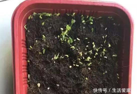 叶子|猕猴桃种子扔土里,7天变身毛茸茸叶子盆栽,开心!