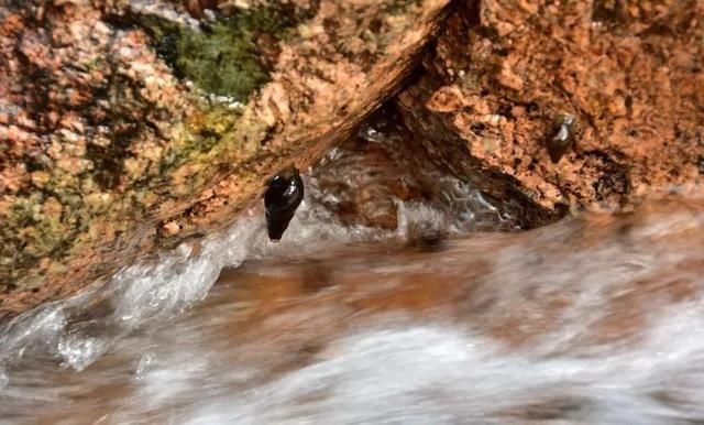 美味|客家山间这种美味,叫人欲罢不能