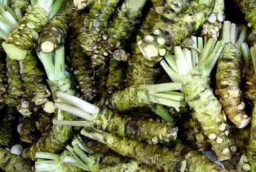 明白|日本人爱吃的芥末,到底是用什么做的?看完后终于明白了