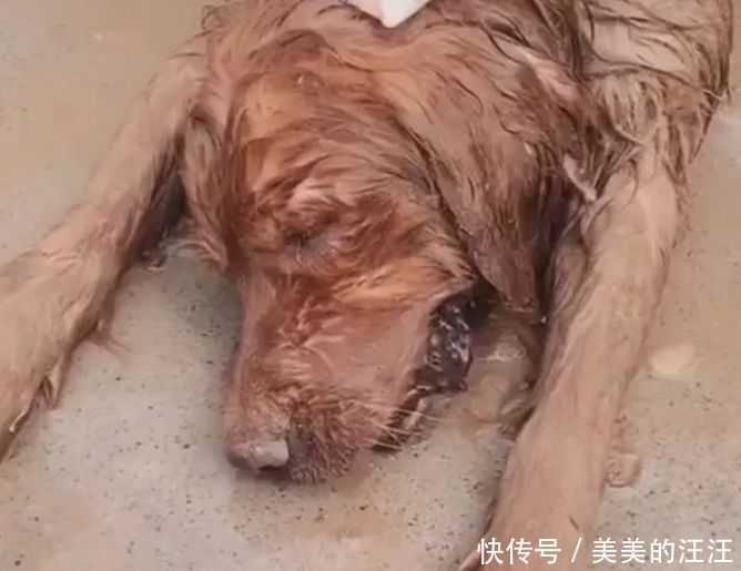 主人|金毛中暑后倒地不起，拿水泼狗，敷上冰袋，主人心疼