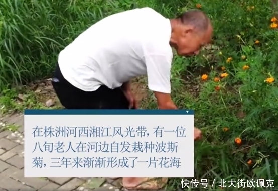 长廊|8旬老人义务种出500米花海长廊，种花原因曝光后，这也太真实了吧