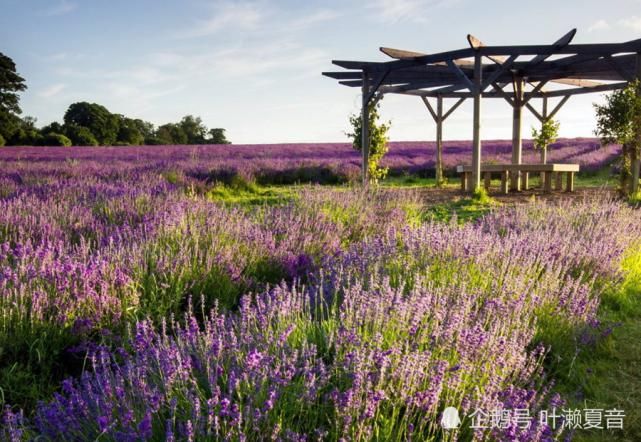  缠身|八月开始：事业高升，万事顺意，好运缠身的生肖