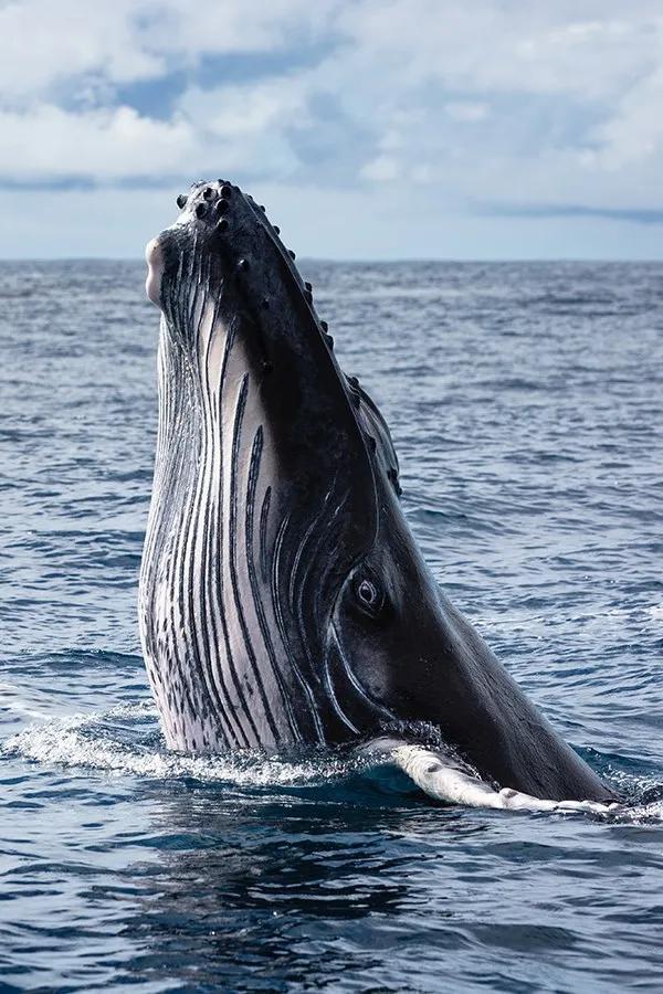  澳大利亚|世界上最浪的男人，浪了11年却得到18万人的喜爱