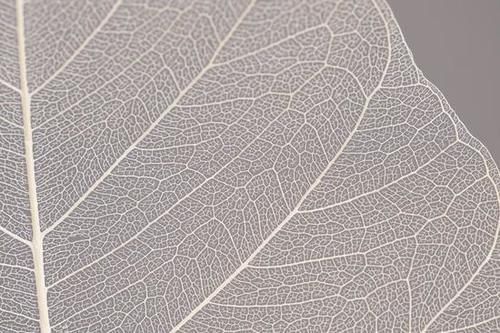  MACRO|“经典”的长焦微距 适马105mm F2.8 DG DN MACRO | Art评测