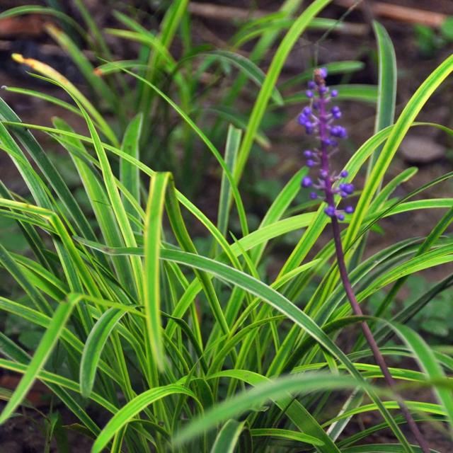  惊喜|这3种花不开花像野草，很多人都以为是野韭菜，开花后令人惊喜