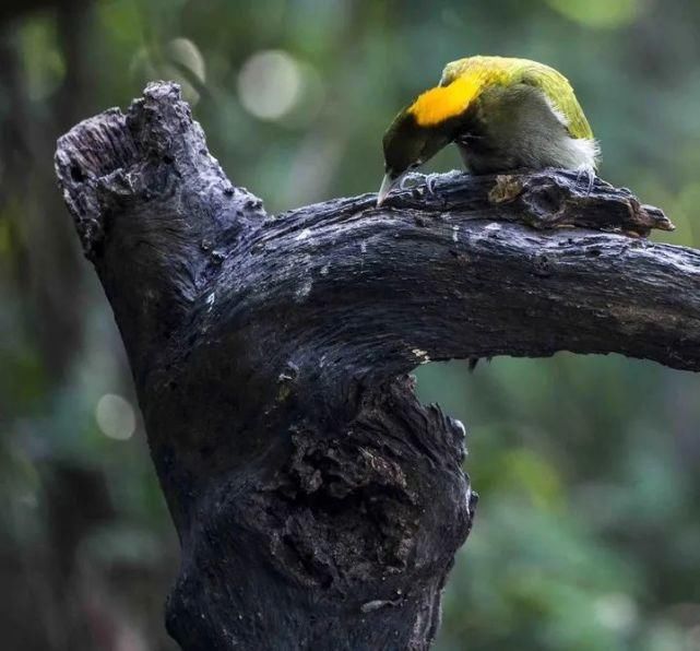  中国|高黎贡山 | 中国五星级观鸟胜地，你知道吗？