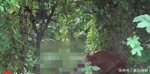 老农|黄牛突然狂躁发疯踢伤65岁老农，民警持枪当场击毙