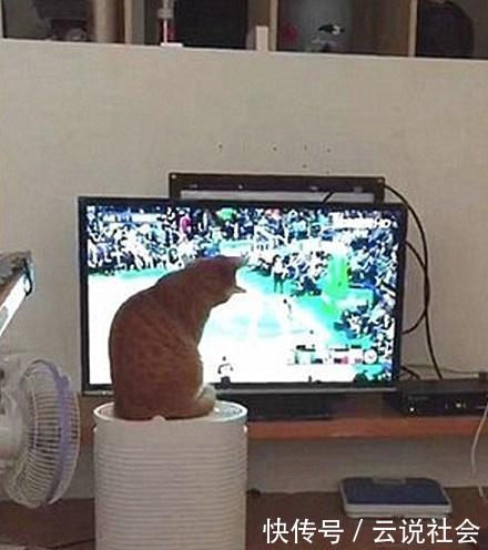橘猫|这真的是橘猫吗?不仅爱看篮球赛,还背起球袋想和主人出门打球去