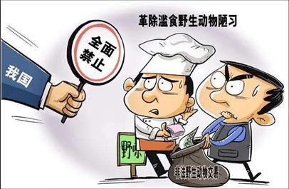 这次|这次是真的!野生动物不能吃的理由