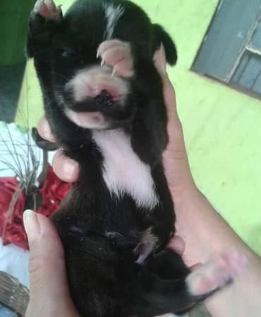  泪目|流浪狗在废弃物中狂翻，路人好奇凑上前观看，看到叼出物泪目了