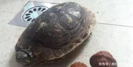 乌龟|文玩人“盘”活乌龟,还能“挂瓷”你能接受吗?