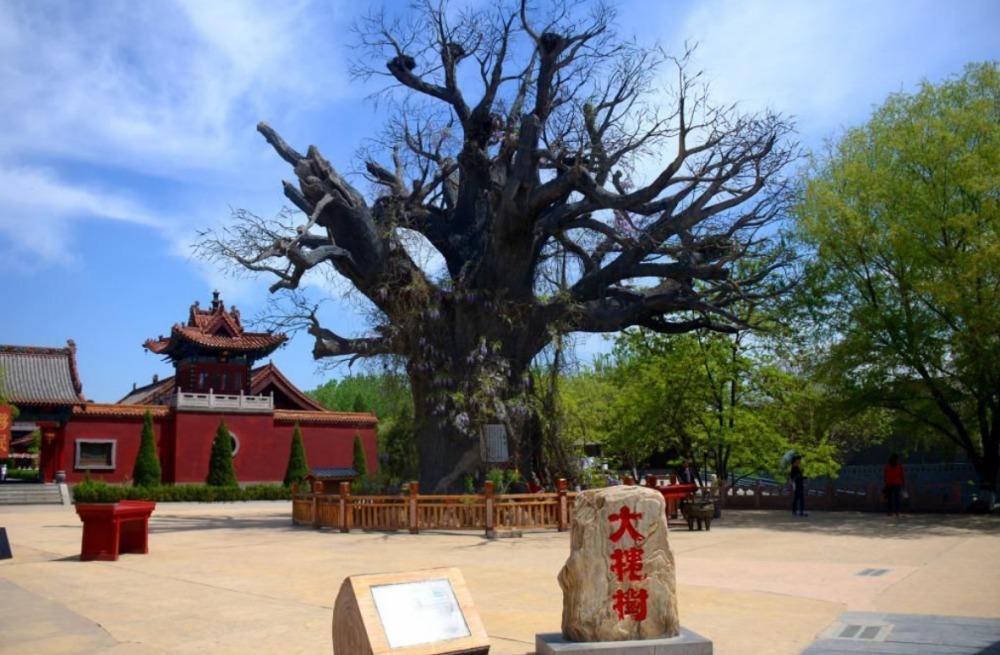 来源|“500年前是一家”的历史来源,百万人被迫迁徙的悲壮岁月