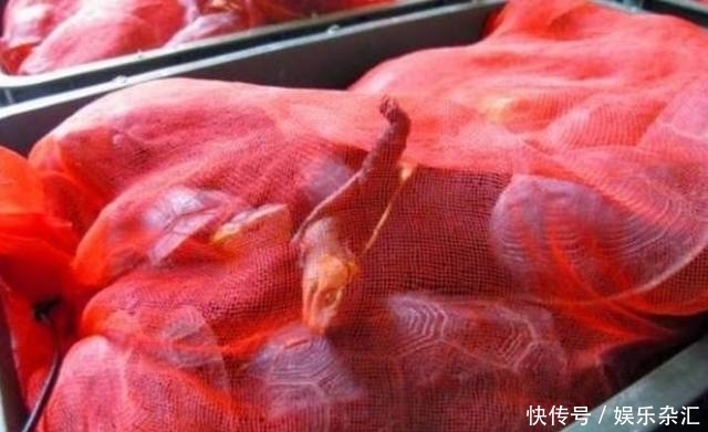 袋子|警方接到举报后查获大量“红袋子”,知道真相后,所有人都傻眼了