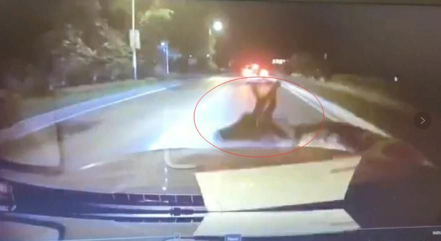  治伤|滨海路上一SUV与小鹿相撞车主：车能修、鹿很可怜 想为它治伤