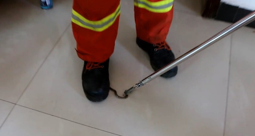  条蛇|小蛇私闯民宅被消防员“嘲”长得像鳝鱼，屋主：它怎么爬上6楼的？