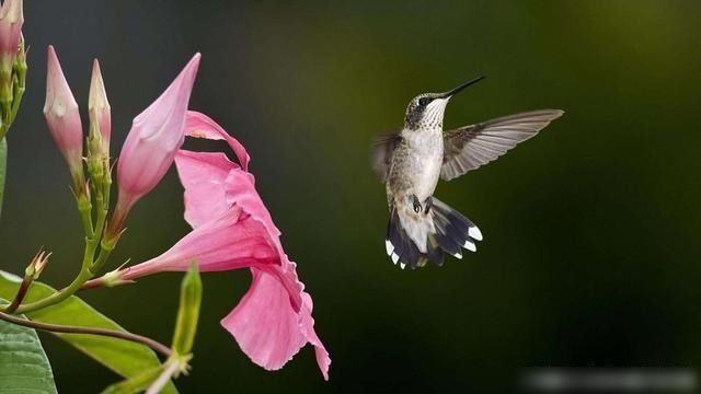  星座|天命好几大星座，遇事总有贵人帮忙，事事如意