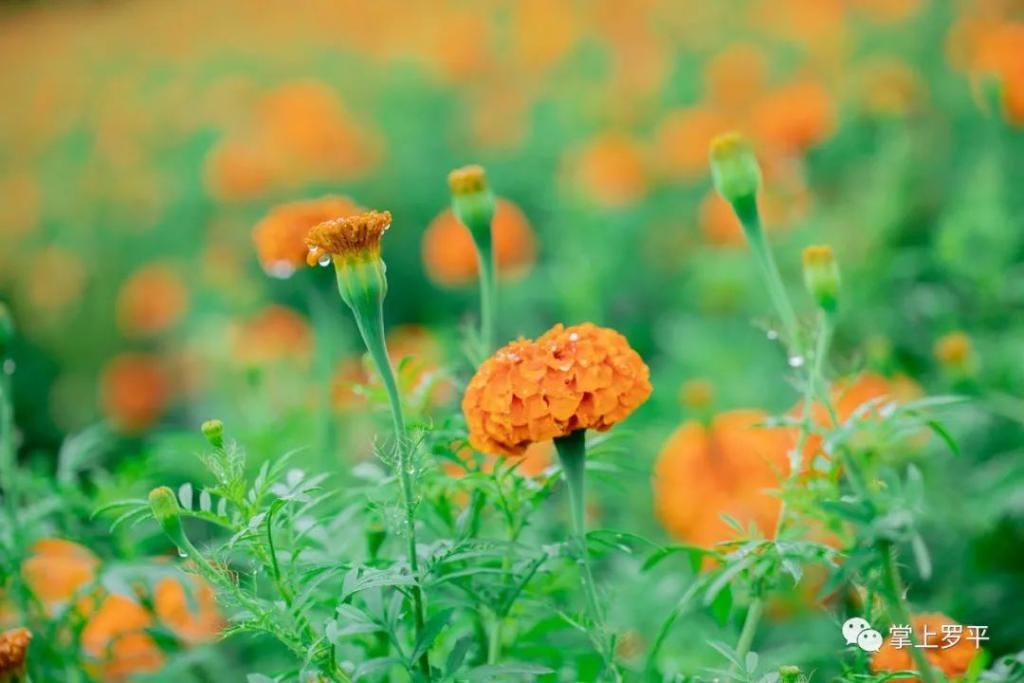  平城|免费！罗平城边万寿菊花海上线，美得没朋友了...
