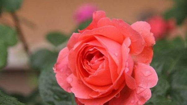 子女|“天生旺夫命”的4生肖女，婚后旺夫旺子女，前提是丈夫要宠她！