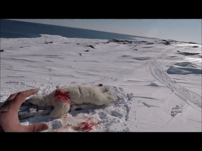  合法|有钱人花上33万，就可以在加拿大合法杀死一只北极熊