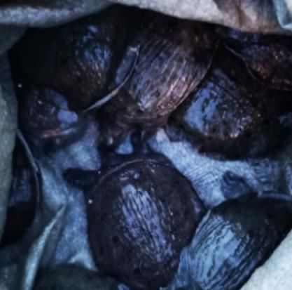  犹如|珠江边又有人放生，30多个泡沫箱犹如身临“海鲜市场”