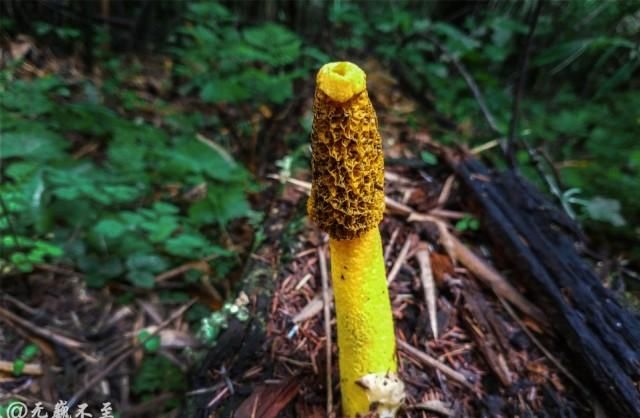 隐秘|彩云之南，梅里北坡，超级隐秘的世界级徒步线路