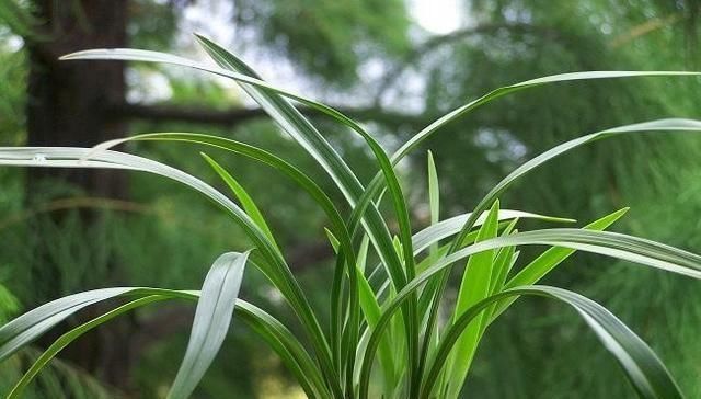  浇水|夏天养兰花，浇水把握这7点，兰花不烂根，而且不得“两腐病”