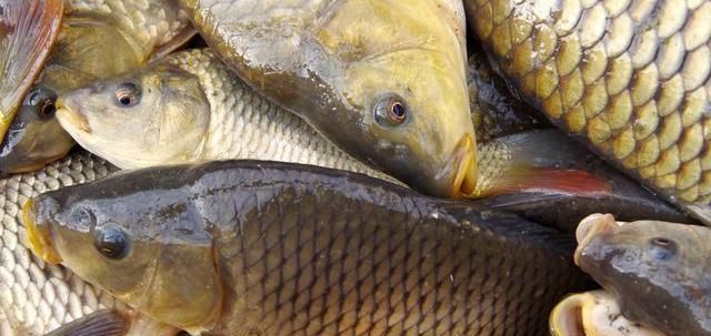 块钱|这鱼,价格曾比牛肉要高,今6块钱一斤无人问津,用它炖汤特滋补