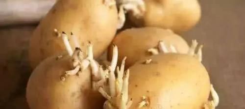 发芽|全球10大最毒“食材”，它们就藏在我们身边，你真的都知道吗？