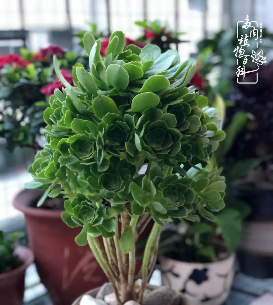  遇上|遇上多肉，遇上美好，情不知所起，一往而深！