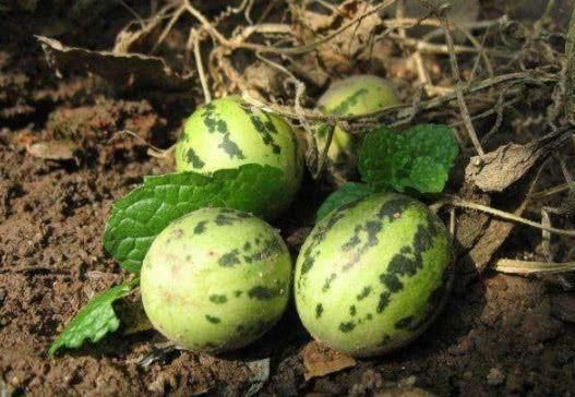 老人|玉米地中的小西瓜,过去老人常说有毒不能吃,如今一斤价格40元