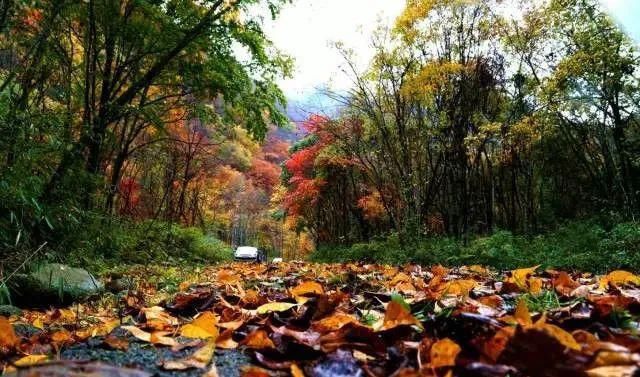  阴平古道|醉美唐家河，又见枫叶红~