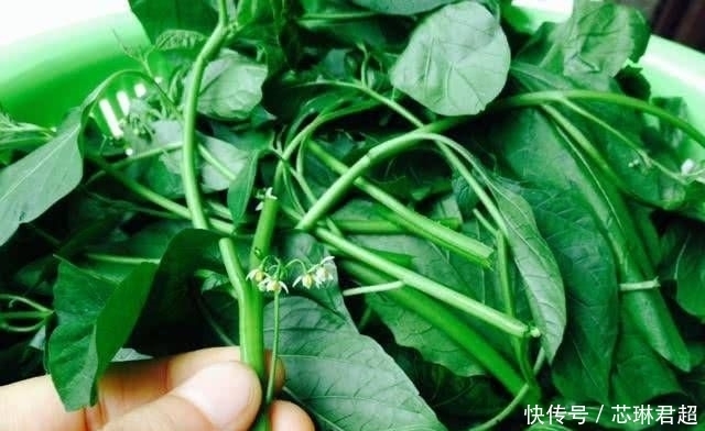  每斤|农村人常吃便宜的野菜，城里人争相买第六种，每斤80元