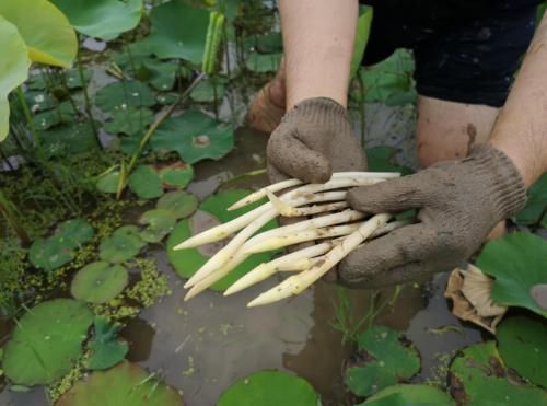 营养|三伏天宁可没肉吃,也要吃这菜,1斤15元,清热润燥,不吃就没了