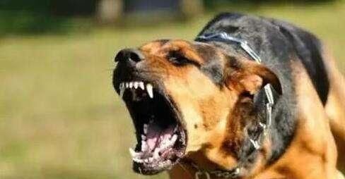  疫苗|没有疫苗，古人是如何治疗狂犬病的？我不得不佩服古人的智慧