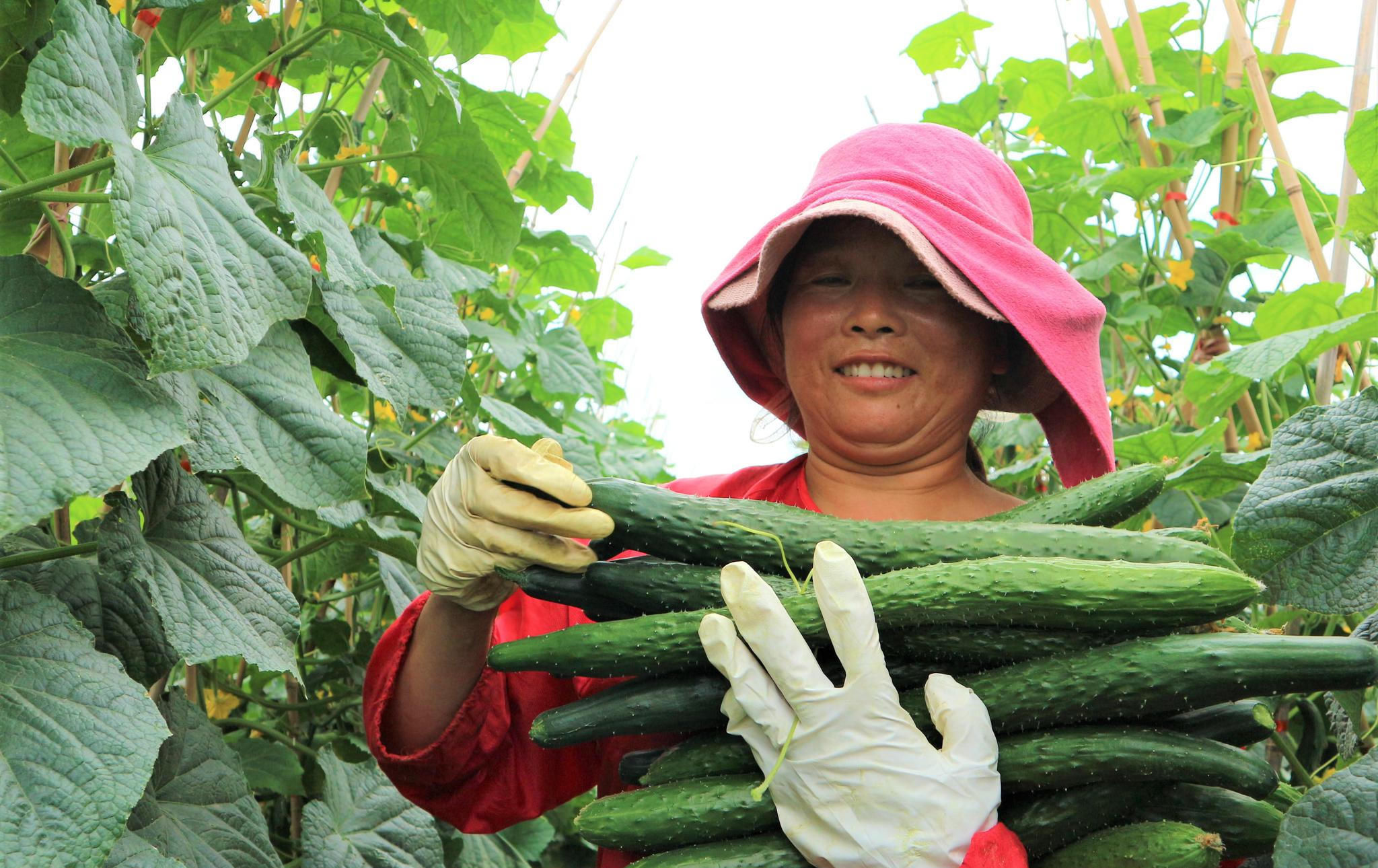  定植前|农民种大棚菜，教你生根养跟8大技巧，掌握8要点，蔬菜产量就是高