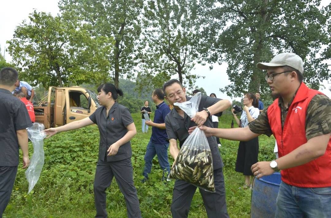  成都|履行生态修复义务 成都双流万尾鱼苗入河流