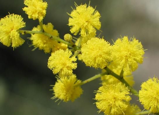 糖分|金合欢的药用不容小觑，帮助消化，控制身体的糖分！你一定要知道