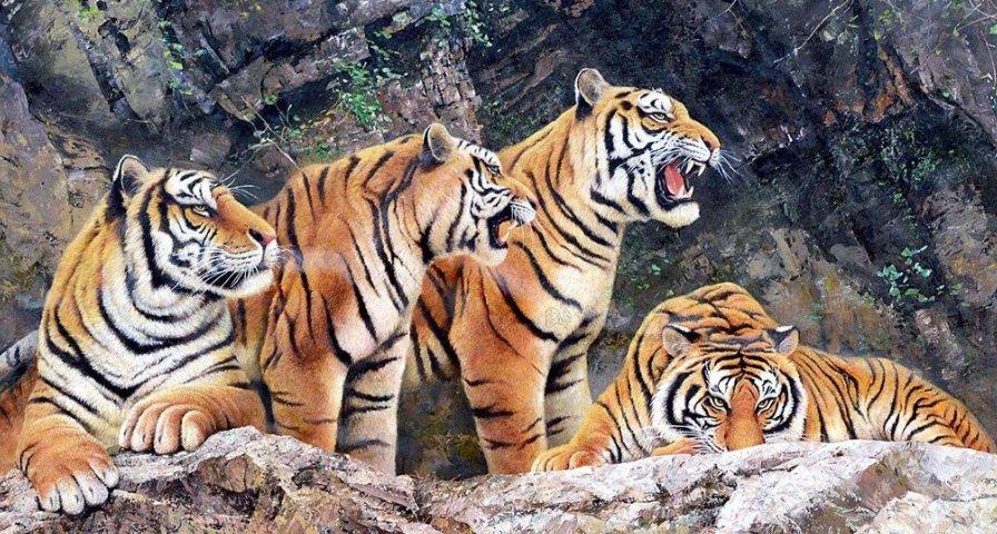  何物|传说中猛兽“彪“是何物？能杀死老虎，2005年后我国仅拍到3次