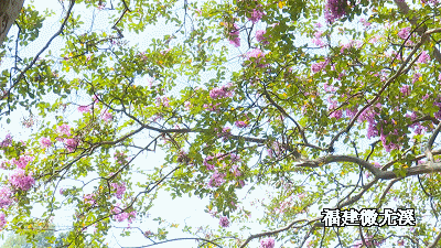 娇艳|这里两株百年紫薇娇艳绽放，快来赏花