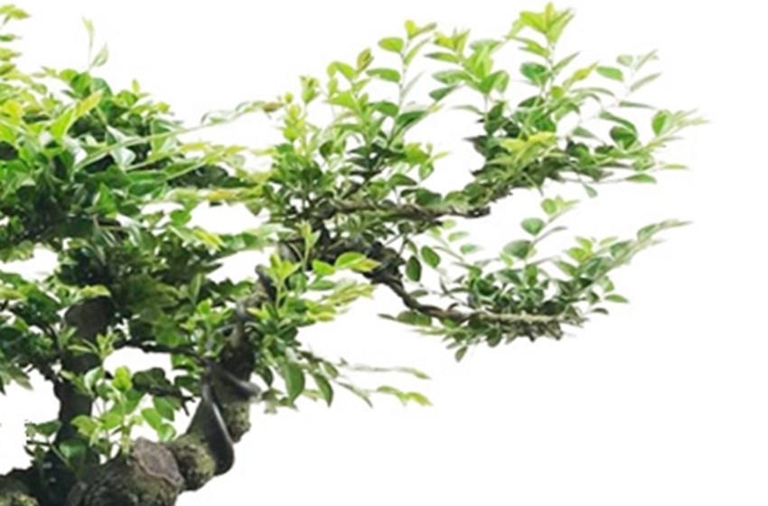 自古以来|此花自古以来就是帝王之木，镇宅之宝，有钱人都养它