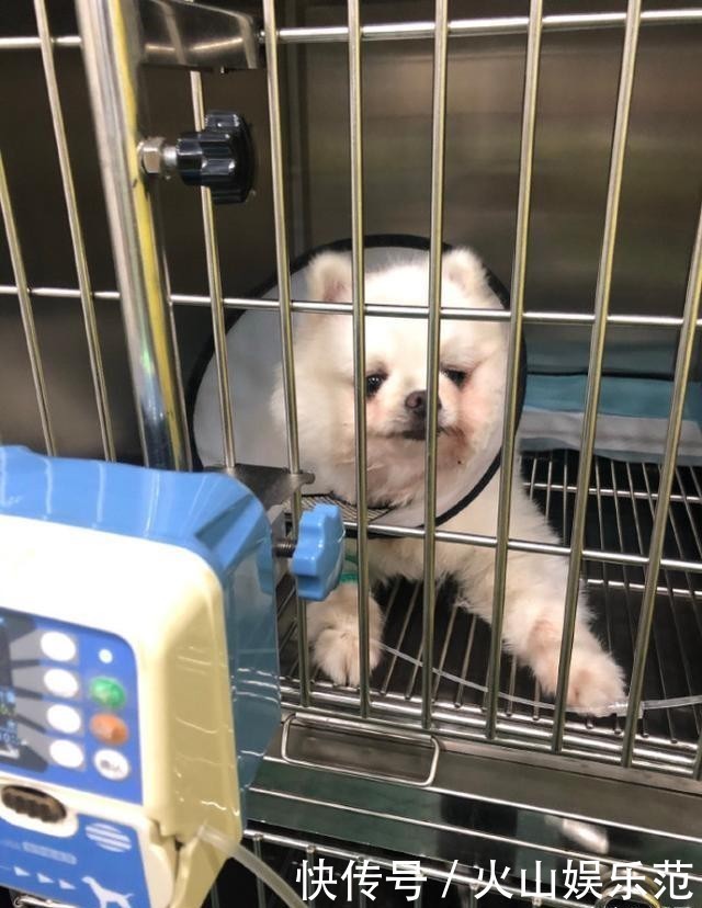 不配|研究生借宿朋友家把狗虐成重伤！女主哭诉：你不配接受教育！