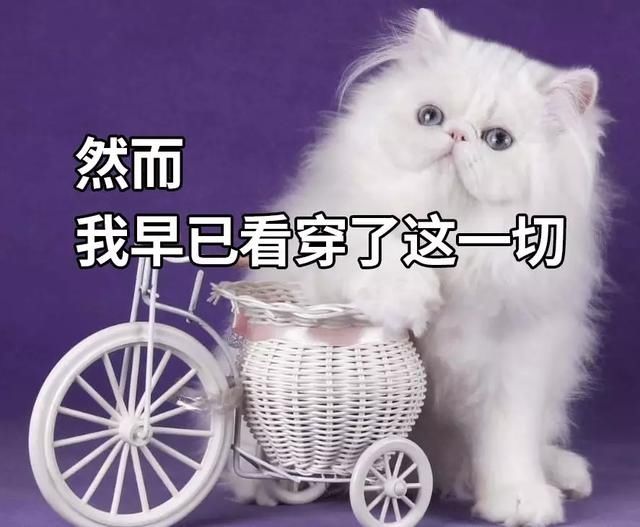  还要|太难了！结婚买房被骗 最后还要为“骗子”着想？