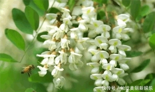 中华|濒临灭绝的中华蜜蜂, 到底有没有必要去搭救?