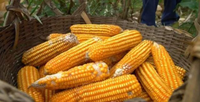 文化遗产|非物质文化遗产【阳山麦羹】了解一下!